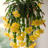 2 Yellow Christmas Cactus Live Plants, 4-8 Inch Holiday Houseplant Decor