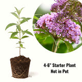 Pink Buddleia Butterfly Bush, 4 To 6 Inch Live Outdoor Starter Shrub Plant