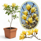 Live Yellow Bird Magnolia Flowering Tree, 6-14 Inches Tall, Potted Plant