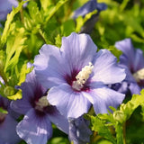 Live Purple Rose Of Sharon Flowering Shrub, 6-13 Inch Potted Hibiscus Plant