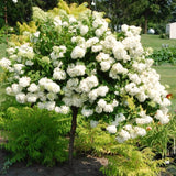 Live Silver Dollar White Hydrangea Plant, Perennial Shrub, 5-9 Inches Tall