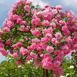 2 Climbing Rose Plants, Yellow, Pink, Red Or White, Blooming And Rooted