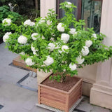 Live Silver Dollar White Hydrangea Plant, Perennial Shrub, 5-9 Inches Tall