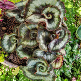 2 Live Begonia Angel Wing Maculata Plants, Silver Green, 5-9 Inches Tall