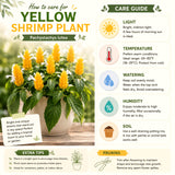 2 Live Plants, Yellow Shrimp Flowering Garden Shrubs, 4-7 Inches Tall Each