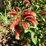 2 Live Red Shrimp Plants, Layered Flower Bracts, 4-7 Inches Tall For Pots