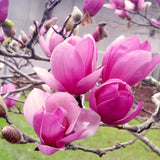 Live Saucer Magnolia Tree, Fragrant Blooms, 6-12 Inch Tall, 2.5-Inch Pot