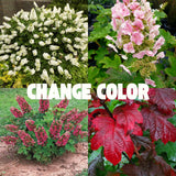 Compact Garden Hydrangea Live Shrub, Ruby Slipper, Plant In 4 Inch Pot