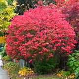 5 Live Dwarf Burning Bush Plants, 6-12 Inch Hardy Outdoor Ornamental Shrubs