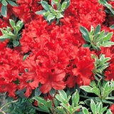 2 Live Silver Azalea Plants, Perennial Flower Shrubs, 5-10 Inches In Height