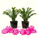 2 Live Pink Christmas Cactus Plants, 4-8 Inch Indoor Holiday Houseplant