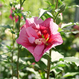 Live Red Rose Of Sharon Shrub, Potted Flowering Plant, 6-13 Inches Tall