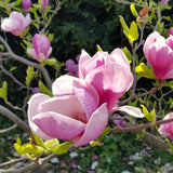 Live Saucer Magnolia Flowering Tree Plant, Fragrant Bush, 6-14 Inches Tall