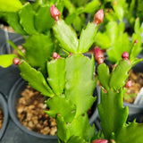 2 Live Yellow Christmas Cactus Plants, 4-7 Inch Holiday Indoor Houseplants