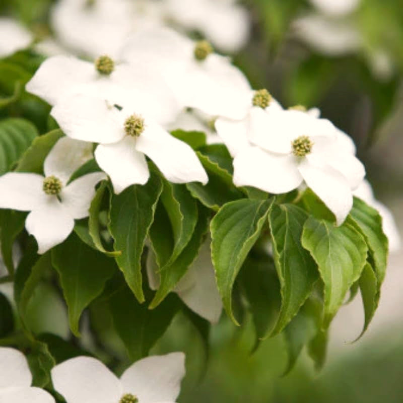 Cold Hardy White Kousa Dogwood Tree, 12-18 Inch, Quart Pot Flowering Plant