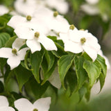 Cold Hardy White Kousa Dogwood Tree, 12-18 Inch, Quart Pot Flowering Plant
