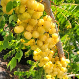 Live Star Gooseberry Plant, 1-1.5 Feet Tall, One Gallon Outdoor Growing Pot