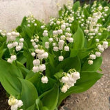 10 Lily Of The Valley Bulbs, White Fragrant Spring Flowers For Planting