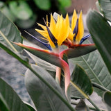 Live Yellow Bird Of Paradise, 5-9 Inch Tropical Flower Houseplant Plant