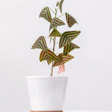 2 Christia Obcordata Live Plants, Butterfly Foliage Starters, 5-9 In Tall
