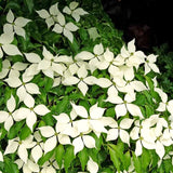 Kousa Dogwood Tree, White Flowers, Live Plant, 10-18 Inches, Quart Pot