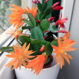 Live Orange Easter Cactus, 4-6 Inch Spring Flower For Indoor Home Decor