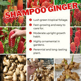 5 Shampoo Ginger Rhizomes, Zingiber Zerumbet Roots For Pots And Gardens