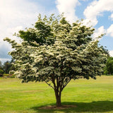 3 White Flowering Kousa Dogwood Trees, 12-24 Inch, Quart Pot Live Plants