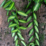 Live Variegated Vanilla Vine, 3-7 Inch Tall Outdoor Garden Flowering Plant