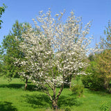 3 White Dogwood Live Trees, 12-24 Inch Outdoor Plants, Cold Hardy Blooms