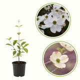 Live White Dogwood Flowering Tree, Well-Rooted Plant In 2.5-Inch Container