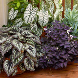 3 Live Begonia Maculata Plants, Angel Wing Polka Dot, 5-9 Inch Tall, Indoor