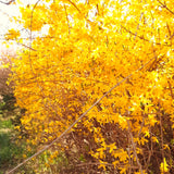 Golden Bells Forsythia Shrub, Yellow Blooms, Live Plant, 6-12 Inches Tall