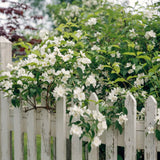 Live Mock Orange Shrub In Pot, Fragrant White Flowers For Outdoor Gardens