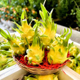 Live Yellow Dragon Fruit Plant, 6 Inch Tall Fruit Plant For Garden Growing