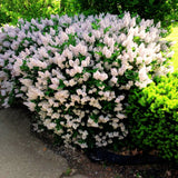 Purple Kim Lilac Live Shrub, 1 Year Old, 6-12 Inches Tall In Quart Pot