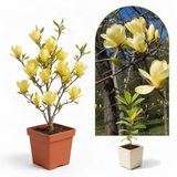 Live Yellow Bird Magnolia Flowering Tree, Blooms, 6-12 Inches, 2.5-Inch Pot