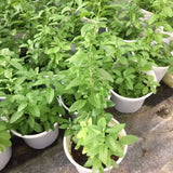 3 Live Goji Berry Trees, Sweet Fruit Bush Starter Plants, 3-6 Inches Tall