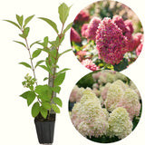 Live Pink Hydrangea Shrub, 5-10 Inch Plant For Outdoor Patio Flower Planter