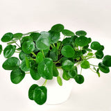 6 Money Live Plants, 3-5 Inch Tall, Suitable For Patio Container Growing