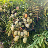 Live Sweet Mango Tree In 1 Gallon Pot, 2-3 Feet Tall For Garden Planting