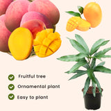 Live Mango Fruit Tree In Gallon Pot, Outdoor Garden Plant For Full Sun