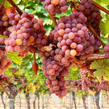 3 Red Grape Vine Plants, Live Climbing Vines, 5-9 Inches Tall For Trellis