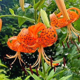 5 Live Orange Tiger Lily Bulbs, Turks Cap Perennial Flowers For Garden