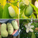 Live Pawpaw Fruit Tree In Quart Pot, Outdoor Growing Plant, 15-30 Ft Tall