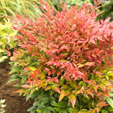 Live Nandina Ornamental Shrub In Pot, 6-9 Inch Hardy Garden Bush Plant