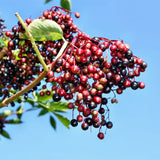 Live Elderberry Fruit Shrub, 4-8 Inches Tall In 4 Inch Pot, Hardy Plant