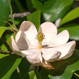 Live Sweetbay Magnolia Tree, Ornamental Garden Plant, 6-14 Inches Tall