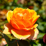 Live Orange Rose Bush, Fragrant Reblooming Plant, 5-10 Inch Tall, No Pot