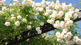 Live White Climbing Rose Plant, Flowering Bush For Indoor Or Outdoor Use